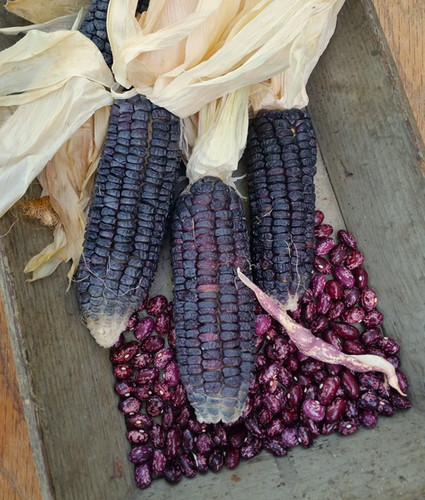 Delaware Blue Sweet Corn | Roughwood Seed