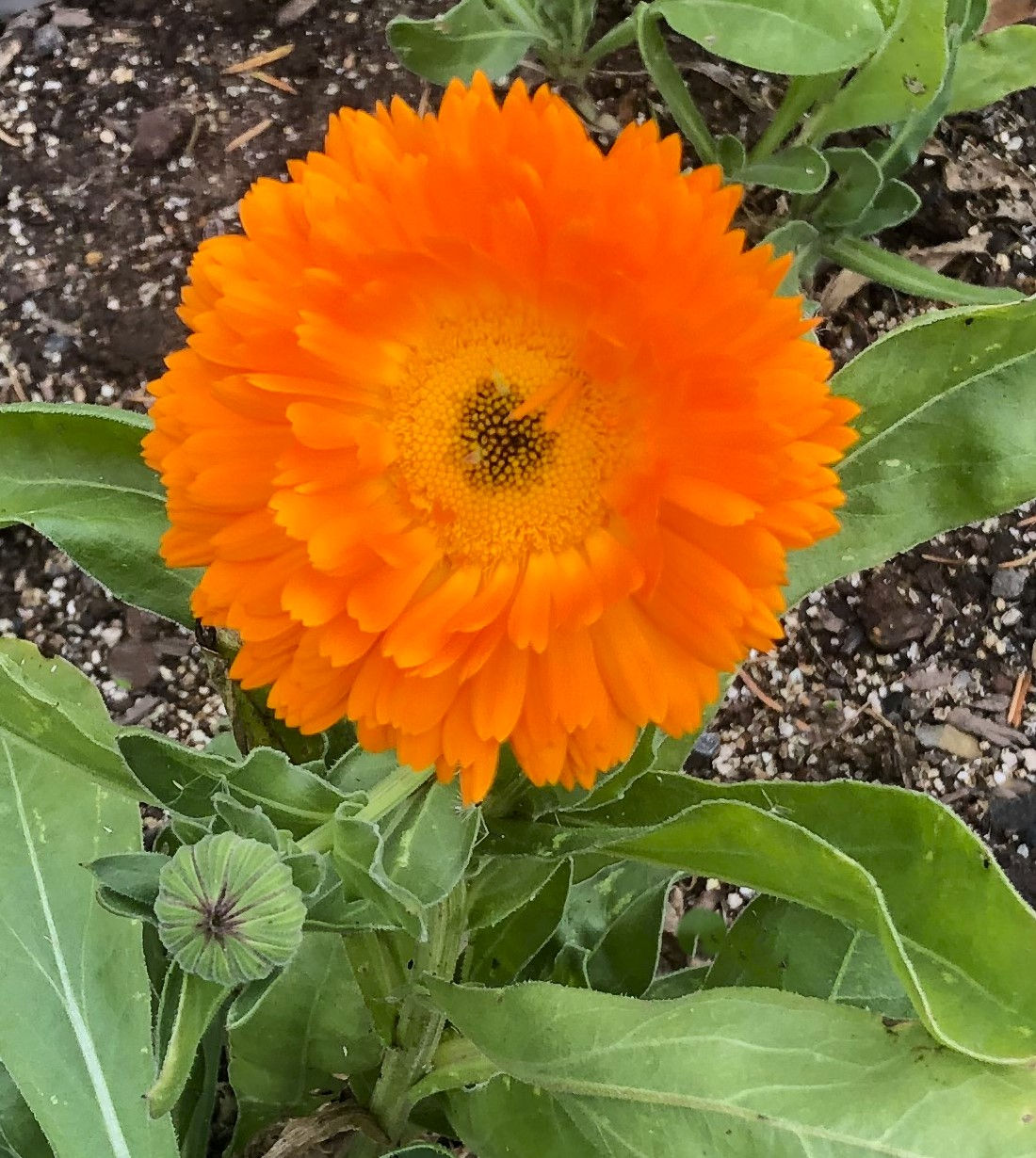 Ball’s Improved Orange Calendula