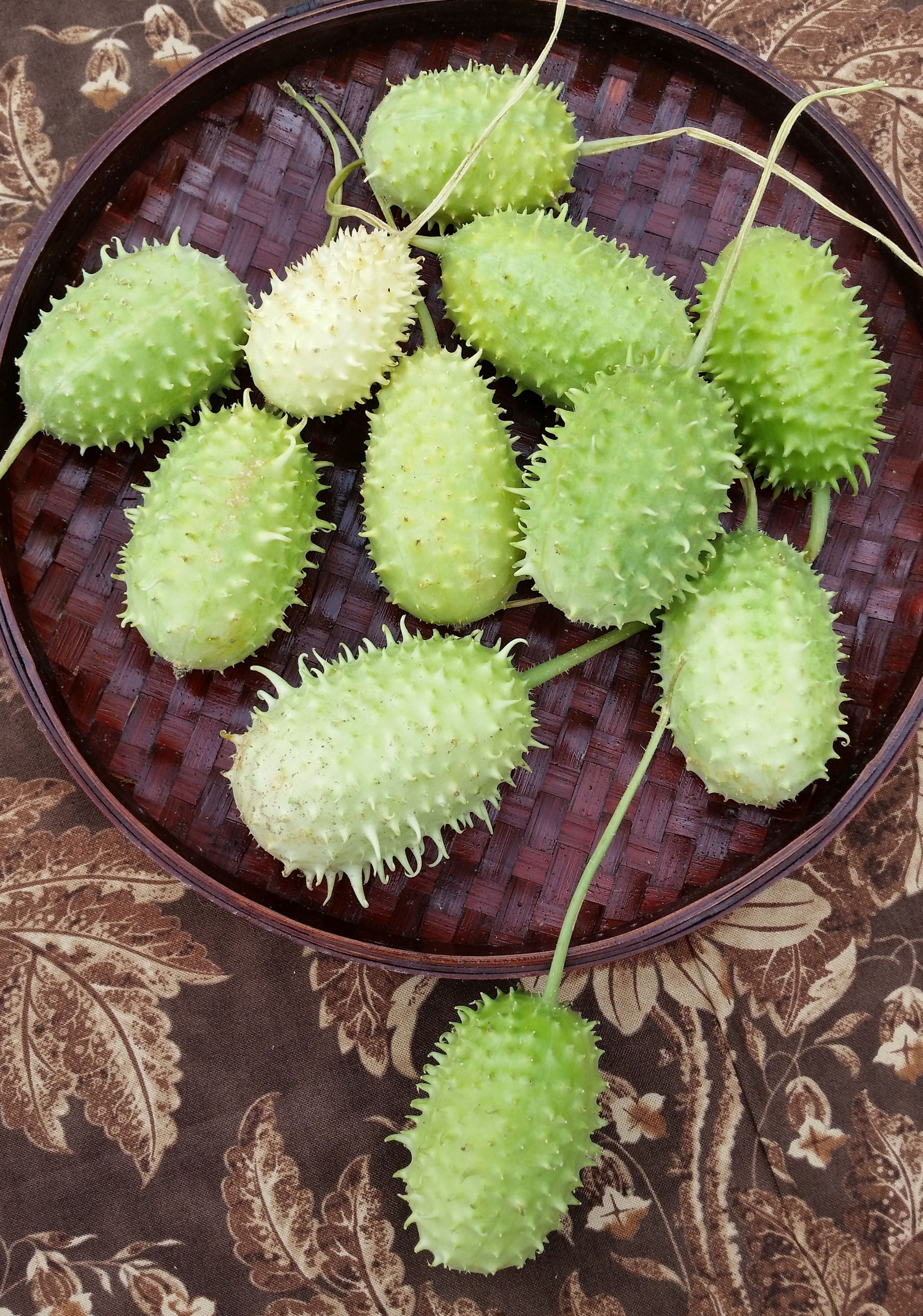 West Indian Burr Gherkin