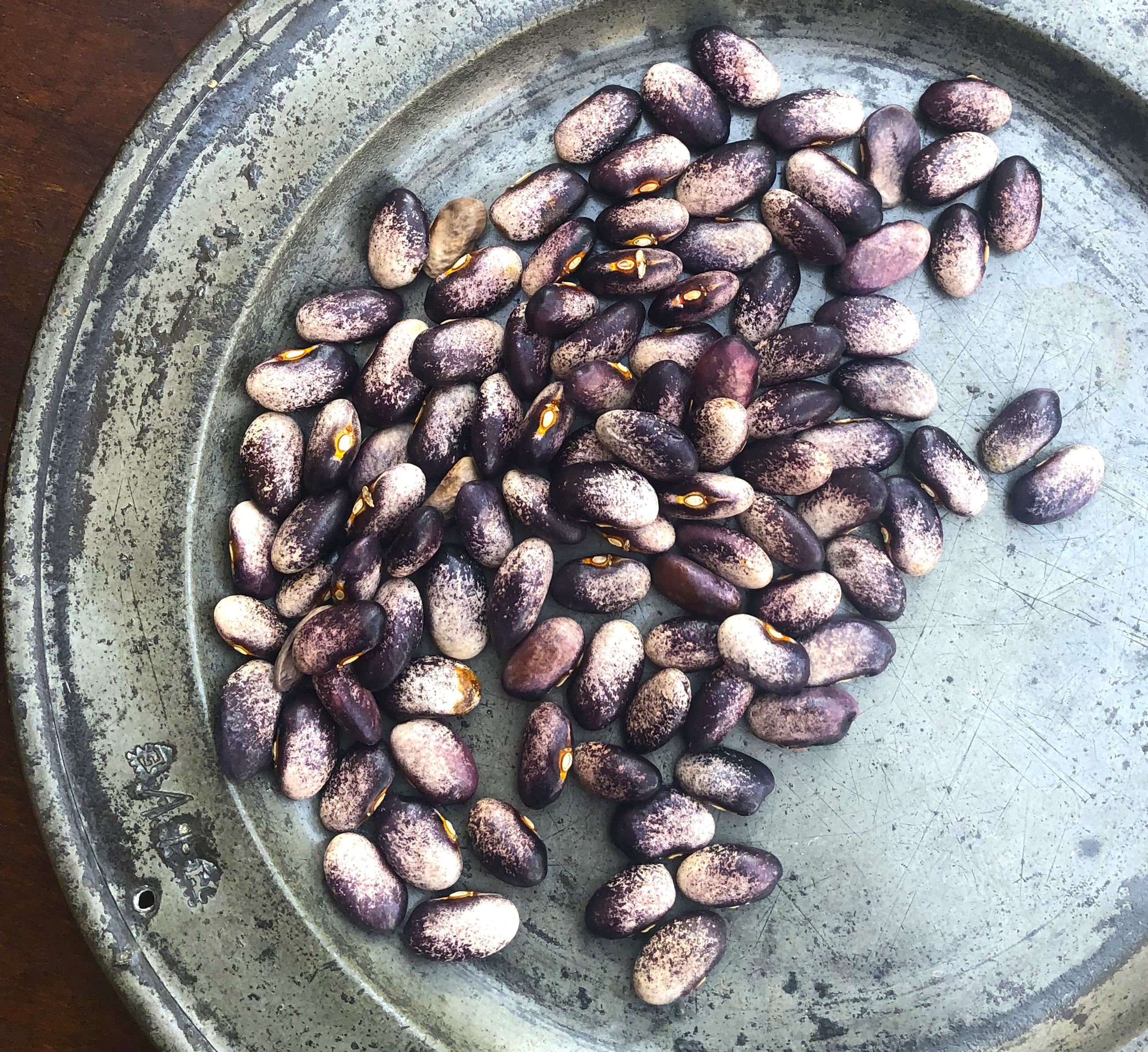 Ohio (Miami) Pole Bean