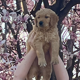 Untitled design (11).png