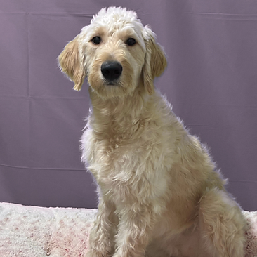 Untitled design (42).png