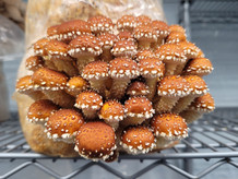 A large cluster of chestnut mushrooms still attached to their grow block sitting on a metal shelf