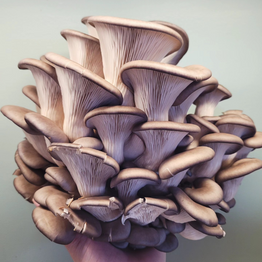 Hand holding a cluster of King Blue Oyster Mushrooms in front of a teal wall.