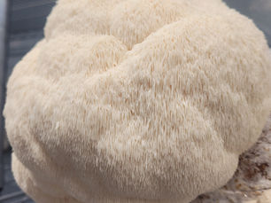 Health Benefits of Lion’s Mane Mushrooms