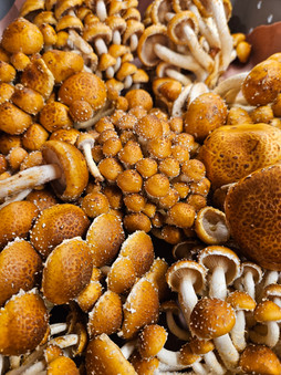 A close up of harvested chestnut mushrooms