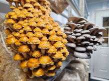 Chestnut and Blue Oyster mushrooms in a grow room