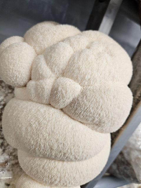 Close up of large Lion's Mane mushroom