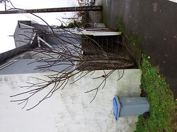 Même quand on aime les arbres, il arrive que l'on doive les arracher.