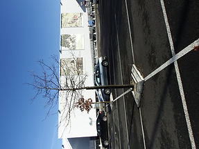 Veut on vraiment que ces arbres vivent?