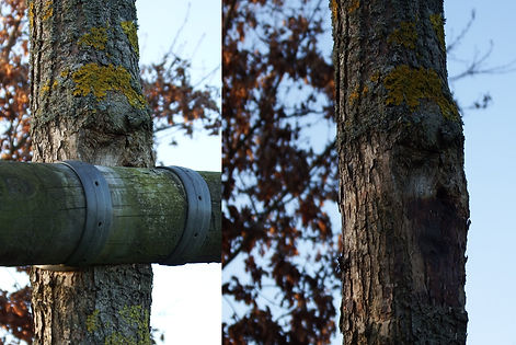 Le tuteurage laissé trop longtemps, peut occasionner du dommage à la plante