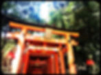 KYOTO FUN - DAILY GROUP TOURS