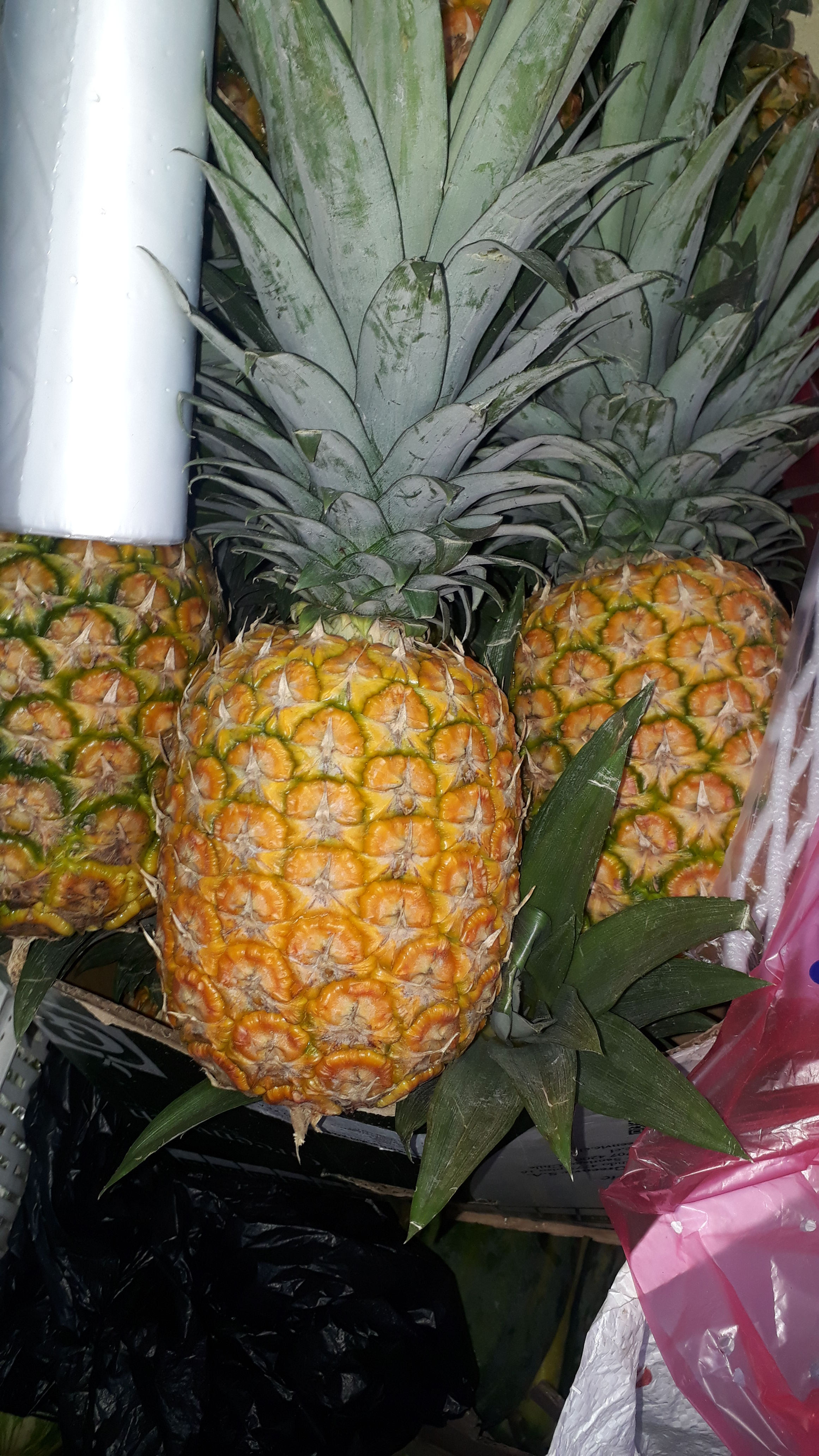 PIÑA 
