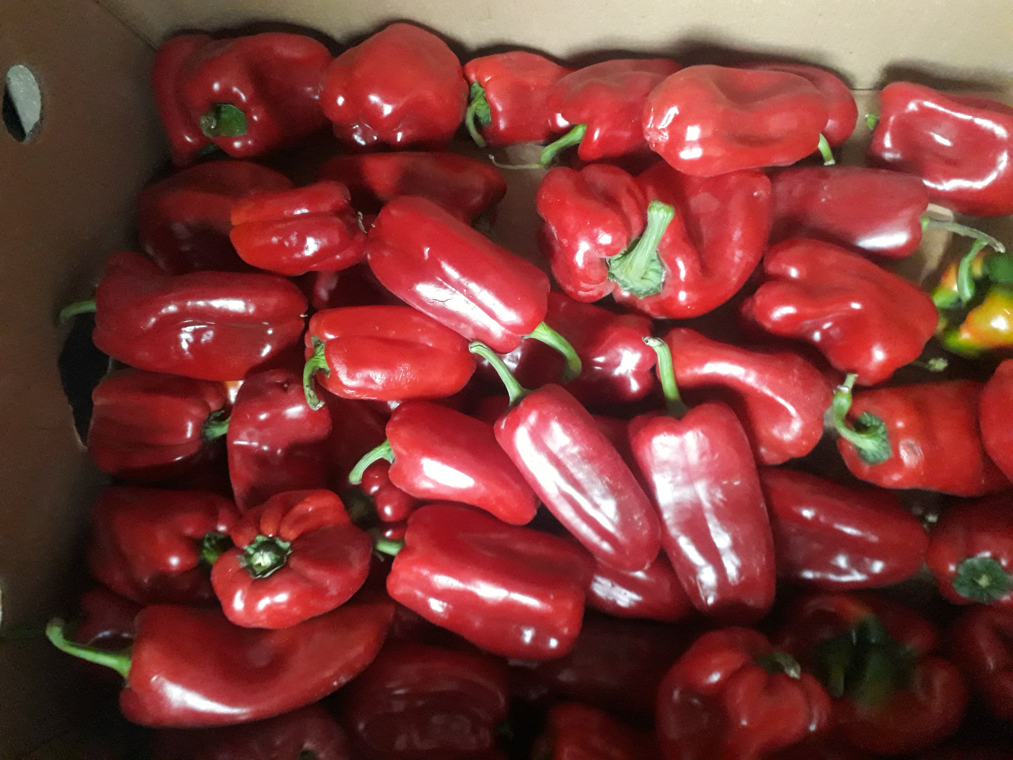 PIMIENTOS ROJOS 