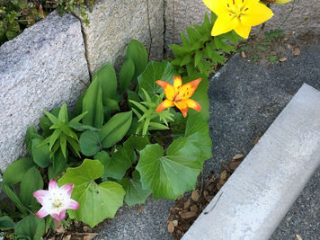 天皇陛下退位の特例法案可決