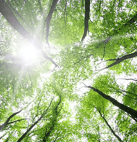 Expert Witness - TMA Arboricultural Consultants