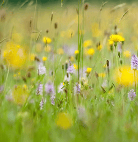 Biodiversity Net Gain (BNG) - TMA Ecological Consultants 
