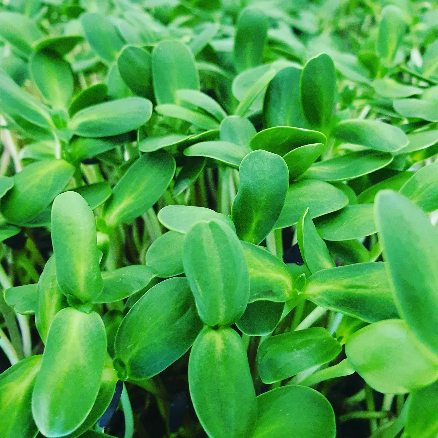 Blodyn yr Haul Micro