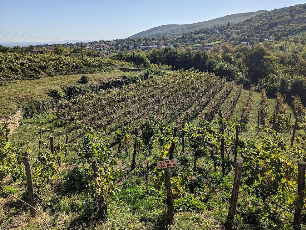 Visiting the vineyard in Naoussa, Macedonia, Greece. Oct. 2023