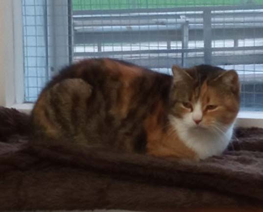 Katze Leonie