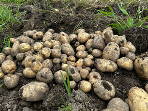 【3学年】親子ジャガイモ掘り