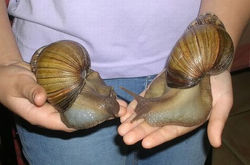 giant_snails_01.jpeg