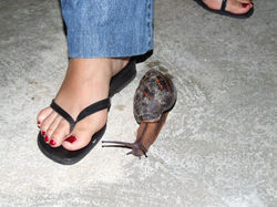 Giant_snail_Africa.jpeg