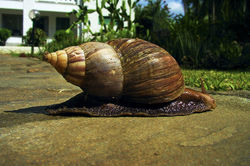giant-african-land-snail-sidewalk.jpeg
