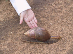 giant_african_land_snail.jpeg