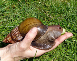 giant-African-snail.jpeg