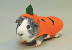 PetSmart-Guinea-Pig-Pumpkin-575-x-406.jpg