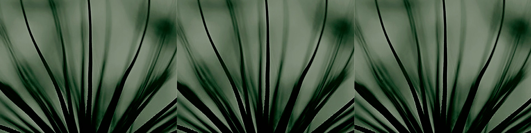 Liz%20image%203agave%20adjusted_edited.j