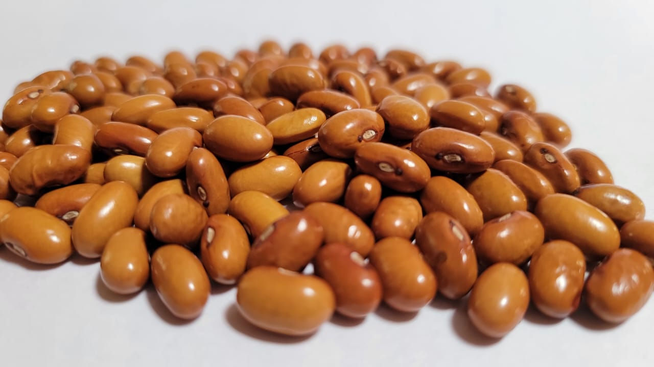 Habichuela Amarilla (Phaseolus vulgaris L.)