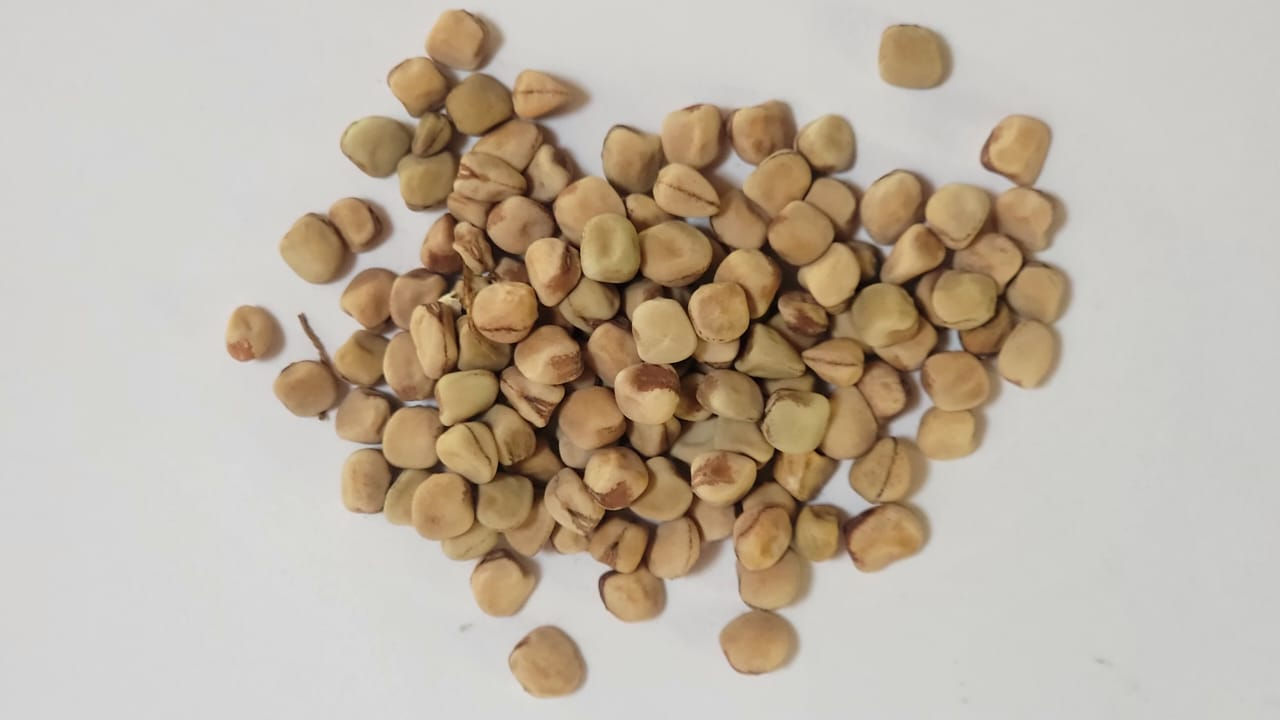 Arveja de Tres Lados (Pisum sativum var. angularis)