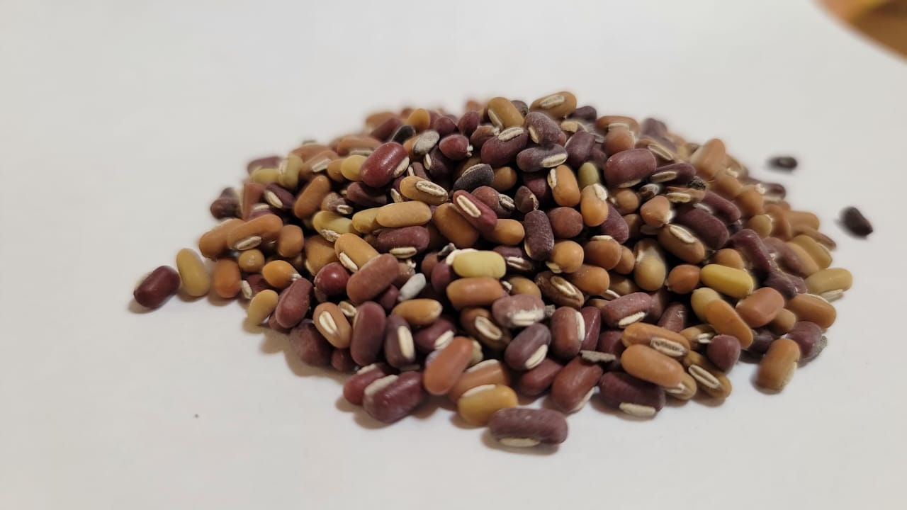 Fríjol Arroz (Phaseolus vulgaris L.)