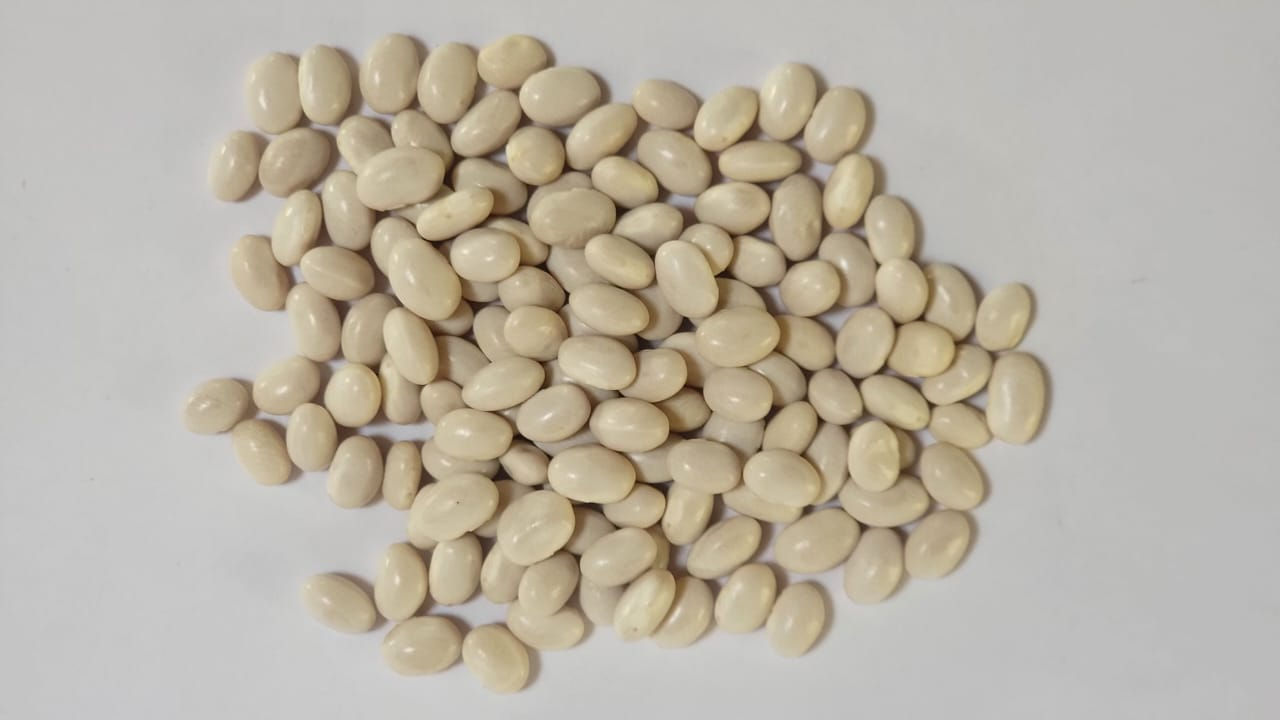 Fríjol Blanquillo (Phaseolus vulgaris L.)