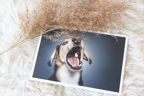 Fotodruck von Hund der Leckerli schnappt