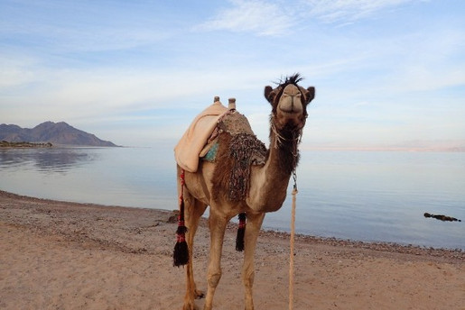 Bedouin Star Ras shitan Nuweiba Sinai Egypt Camel.jpg
