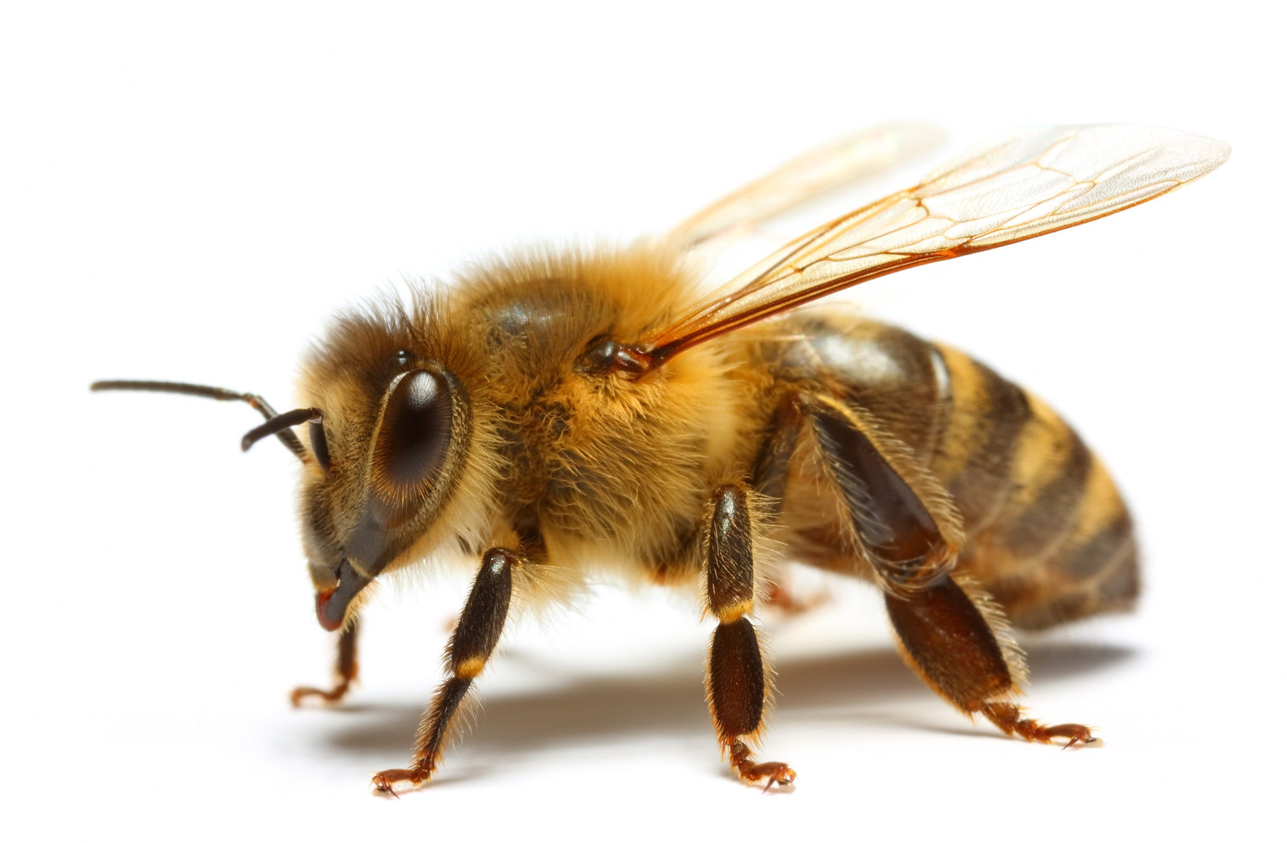 Selkirk Honey