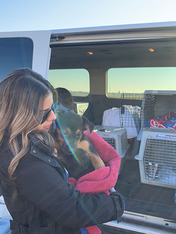 Volunteer to transport animals for Rural Animal Rescue Effort (RARE)
