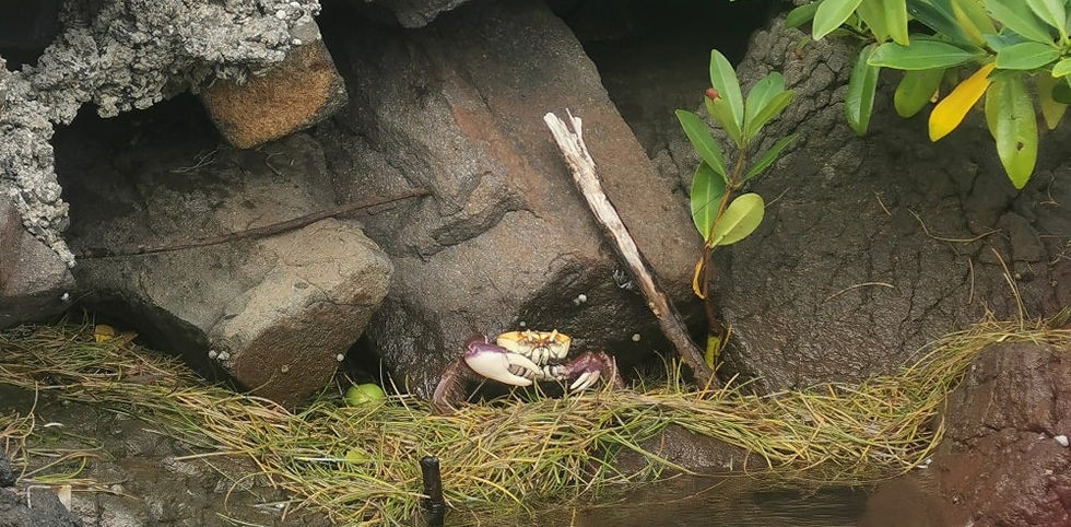 les mantous en promenades