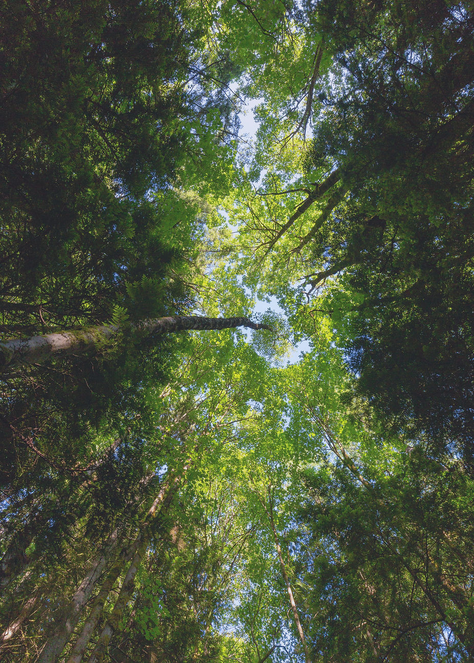 Canopy_edited_edited.jpg