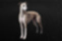 Photoroom_20250616_092842.JPEG