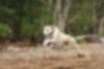 20260508_woofmania_sprint-224.jpg