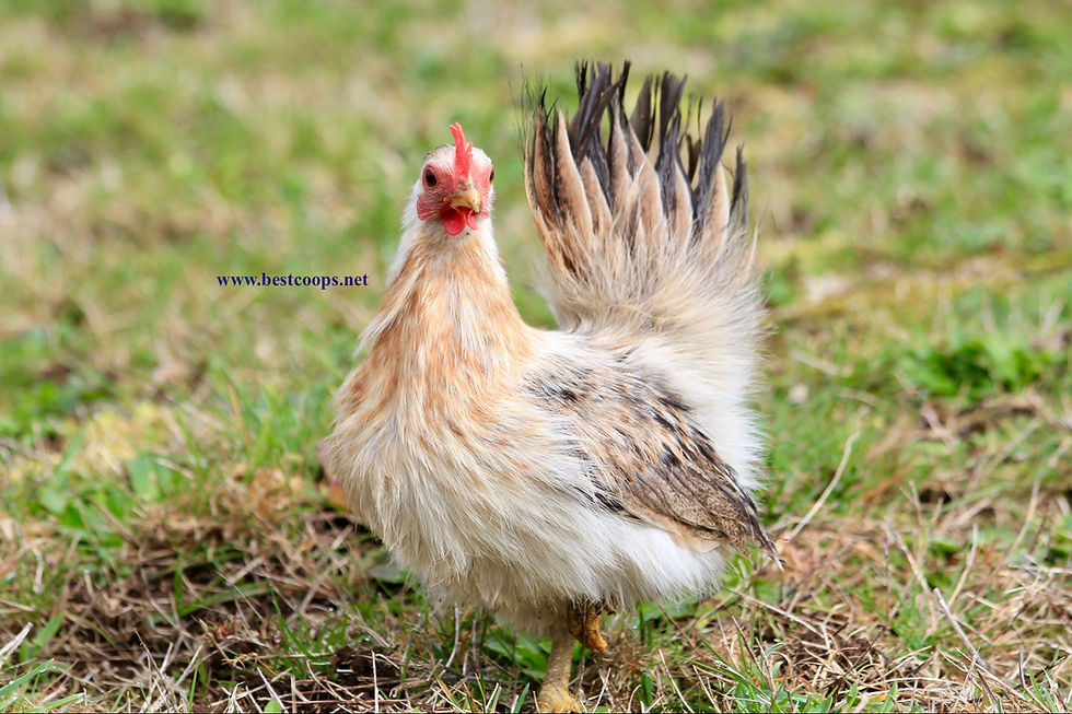 Thumbnail: 6+ Fertile Show Quality Silkied Serama Hatching Eggs