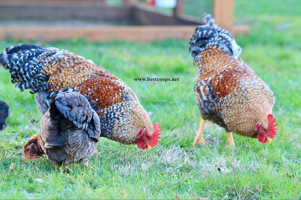 Bantam Bielefelder