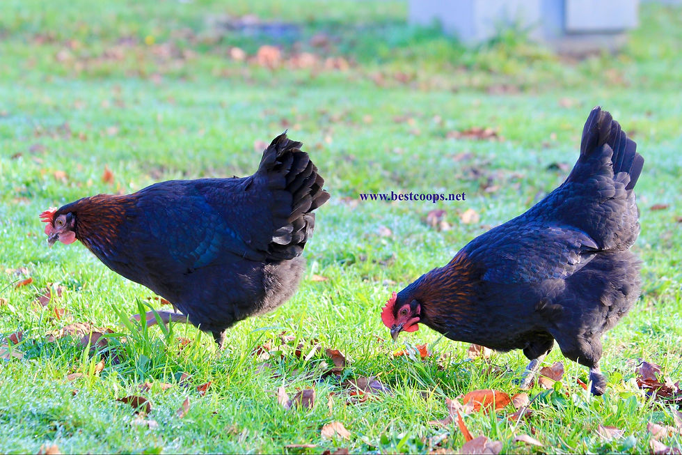 Thumbnail: 6+ Fertile Black Copper Marans Hatching Eggs