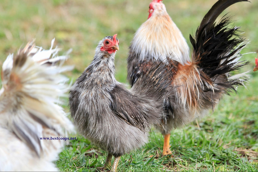Thumbnail: 6+ Fertile Show Quality Silkied Serama Hatching Eggs