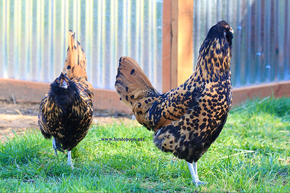 Thumbnail: 6+ Fertile Gold Owlbeard Chicken Hatching Eggs