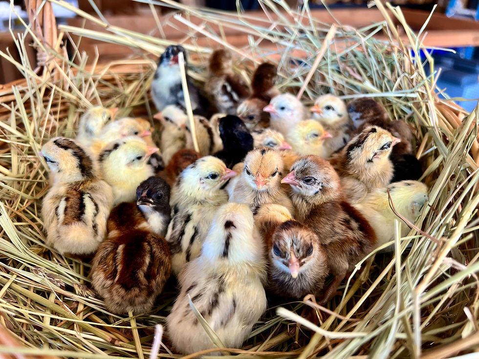 Thumbnail: 12+ Fertile Show Quality Serama Chicken Hatching Eggs